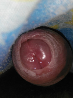 il mio verginello