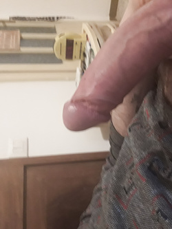 erectus