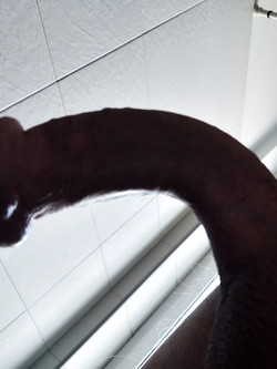 La mia cappella Parte 6