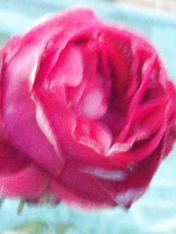 Fiori
