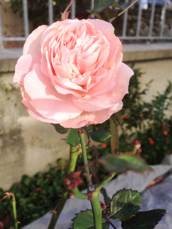 Fiori