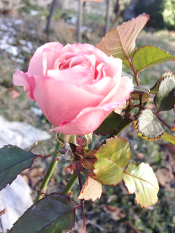 Fiori