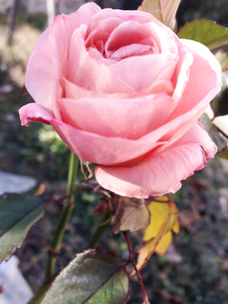 Fiori