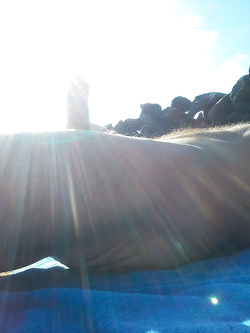 Canarie