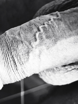 un po' di pisello e di palle