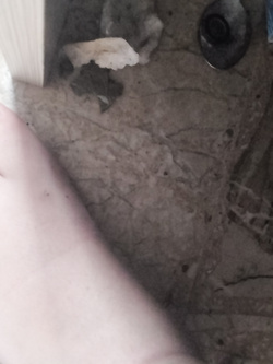 I piedi