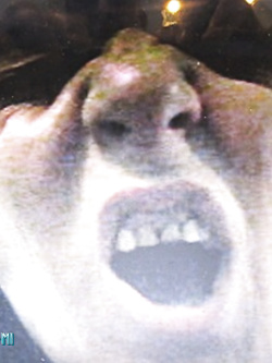 SILVANA  BADANTE ESIBIZIONISTA