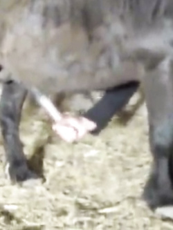 ANTONELLA E LE SUE FANTASIE