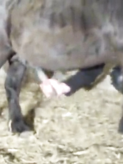 ANTONELLA E LE SUE FANTASIE