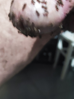 Formiche amiche sul mio cazzo sottomesso