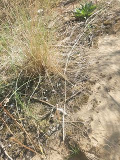 Al morto... Spiaggia nudista
